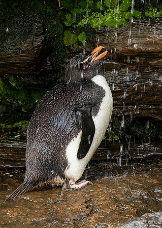 Rockhopper Penguin