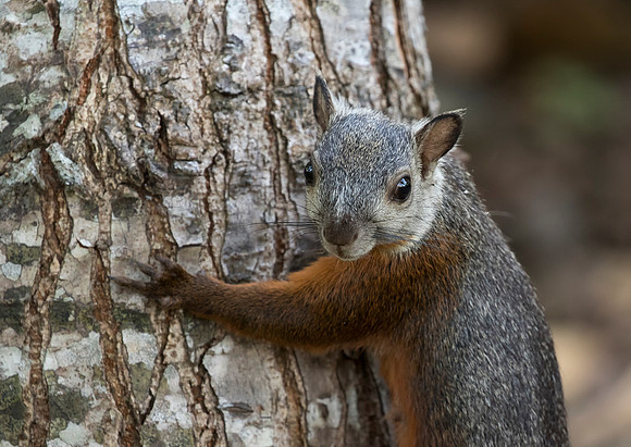 Variagated Squirrel