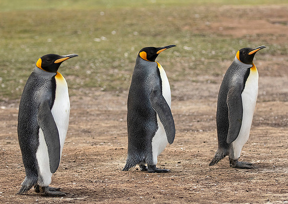 King Penguins