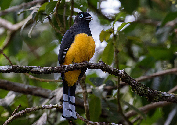 Black Headed Trogon