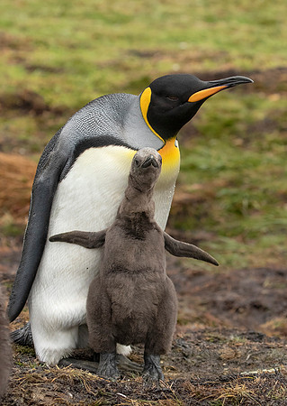 King Penguin with Chick