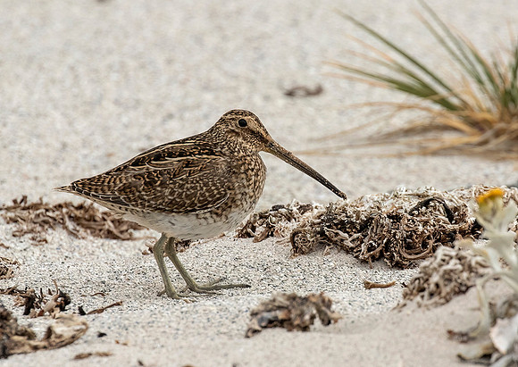 Magellanic Snipe