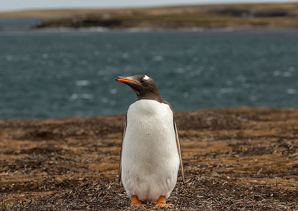 Gentoo Penguin