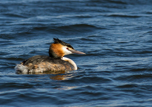 Great Crested Grebe
