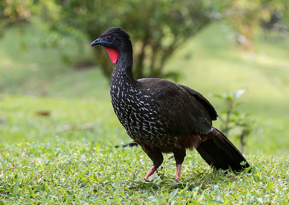 Crested Guan