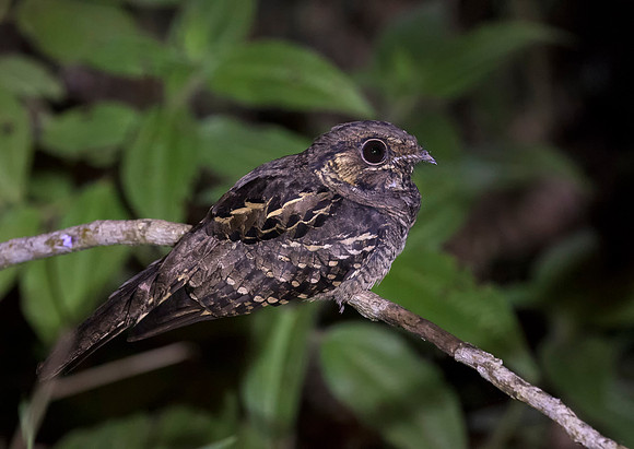 Common Pauraque