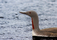 Red Throated Diver