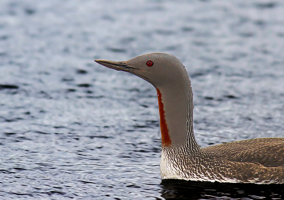 Red Throated Diver