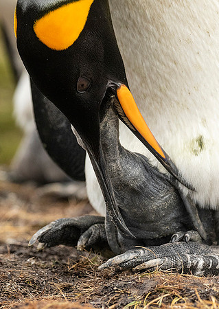 King Penguin with Chick