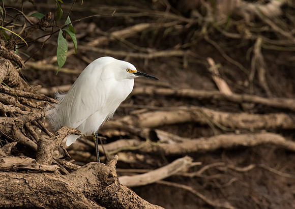 Snowy Egret