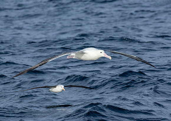 Southern Royal Albatross