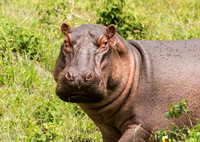 Hippopotamus
