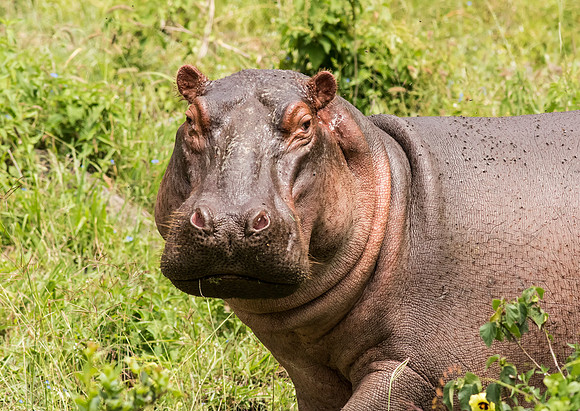 Hippopotamus