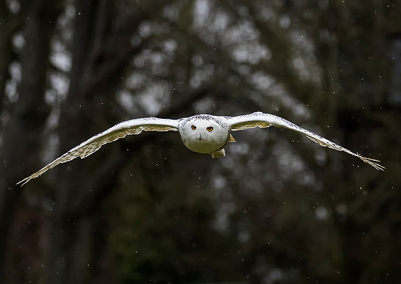 Snowy Owl flying in the snow