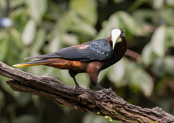Chestnut-Headed Oropendola