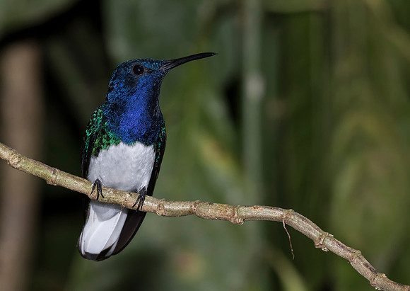 White Necked Jacobin