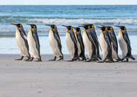 King Penguins