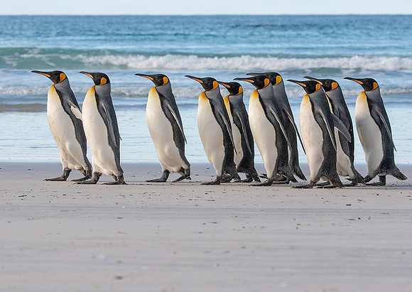 King Penguins