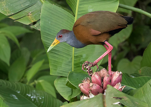 Gray Necked Wood Rail