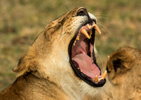 Mammals