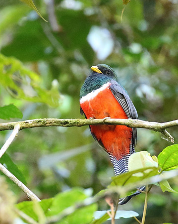 Collared Trogon