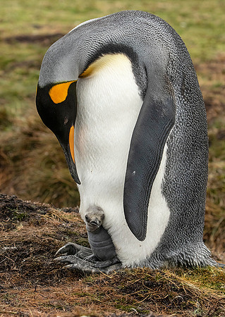 King Penguin with Chick