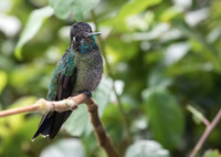 Magnificent (Talamanca) Hummingbird