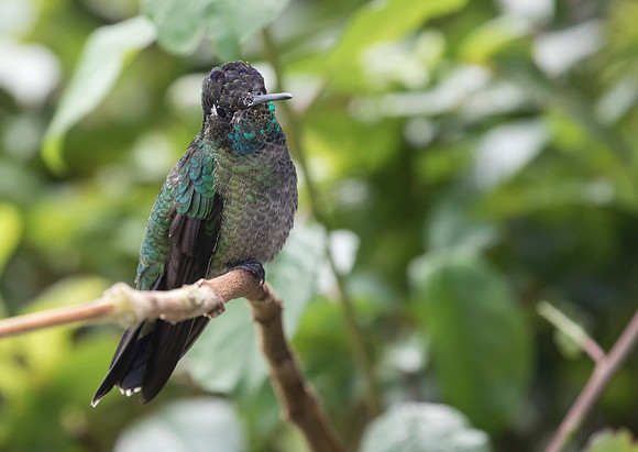 Magnificent (Talamanca) Hummingbird