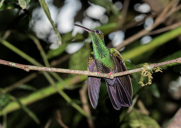 Bronze Tailed Plumeleteer