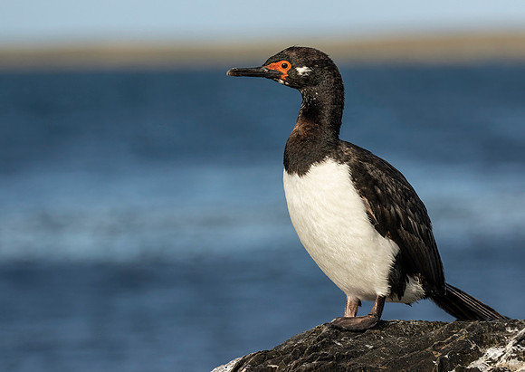 Rock Shag