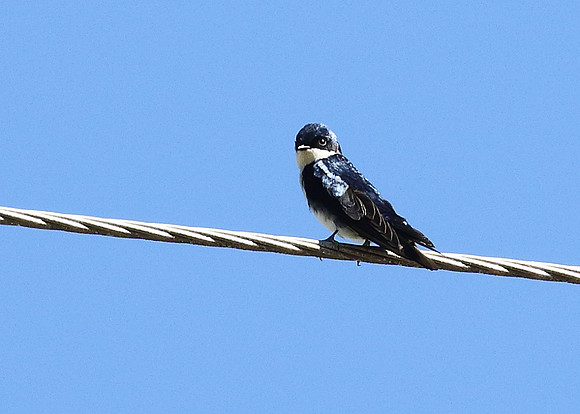 Blue and White Swallow