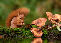 Red Squirrel and Mushrooms
