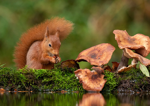 Red Squirrel and Mushrooms