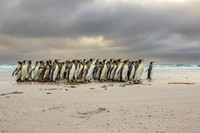 King Penguins