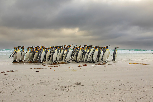 King Penguins