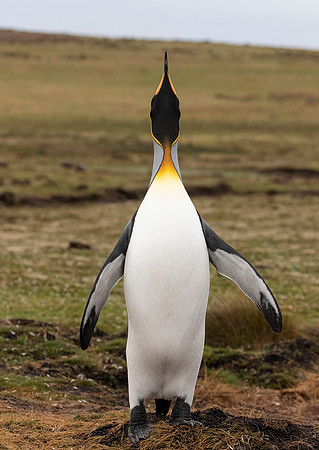 King Penguin
