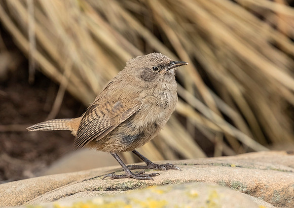 Cobb's Wren
