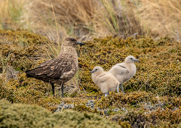 Falkland Skua