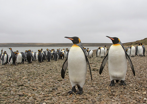 King Penguins
