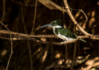 Amazon Kingfisher