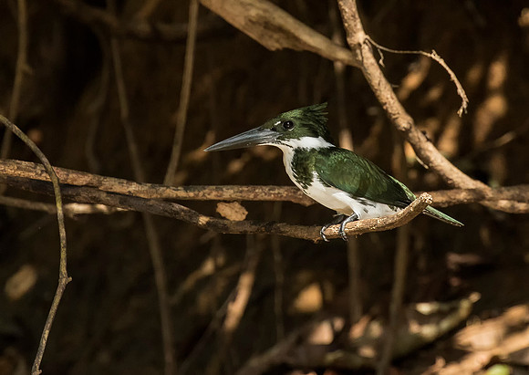 Amazon Kingfisher