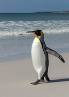 King Penguin