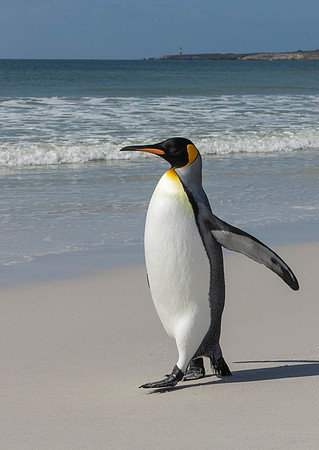 King Penguin