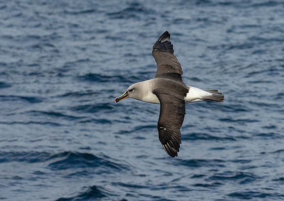 Grey Headed Albatross