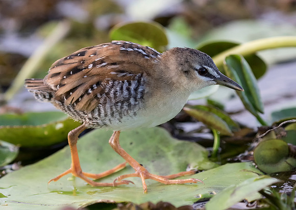 Yellow Breasted Crake