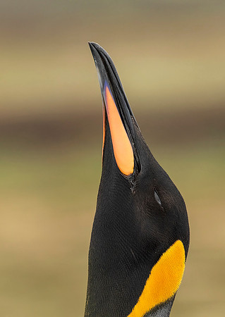 King Penguin