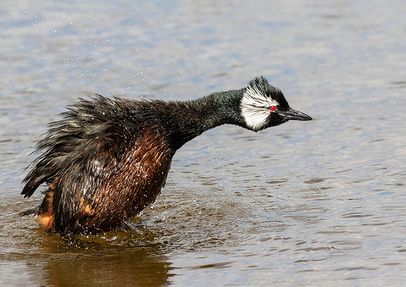 White-Tufted Grebe