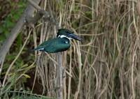 Amazon Kingfisher