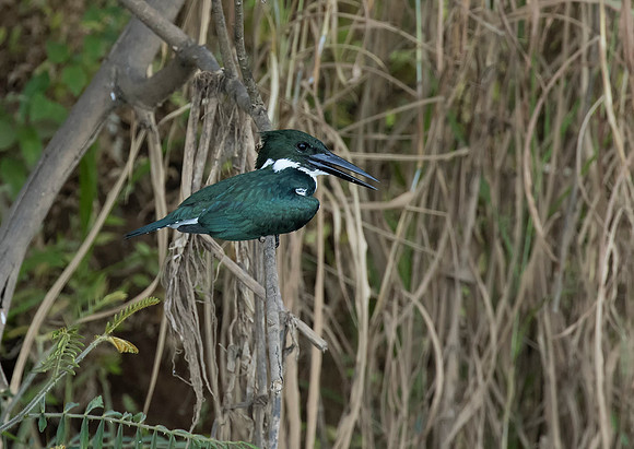 Amazon Kingfisher