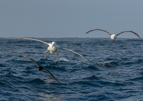 Southern Royal Albatross, Black Browed Albatross and White Chinned Petrel